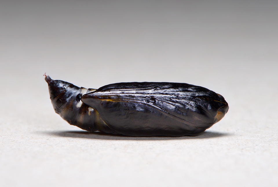 pop Gamma uil (Autographa gamma) 9-2014 0710