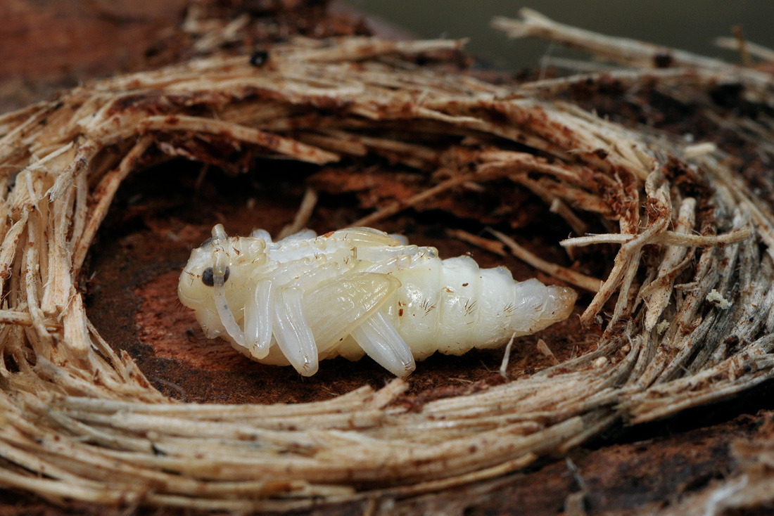 pop gewone dennenboktor 8-2009 6036