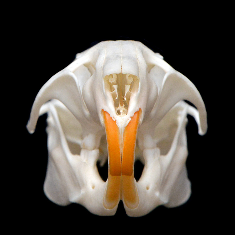 rat (rattus norvegicus) 1-2014 8542