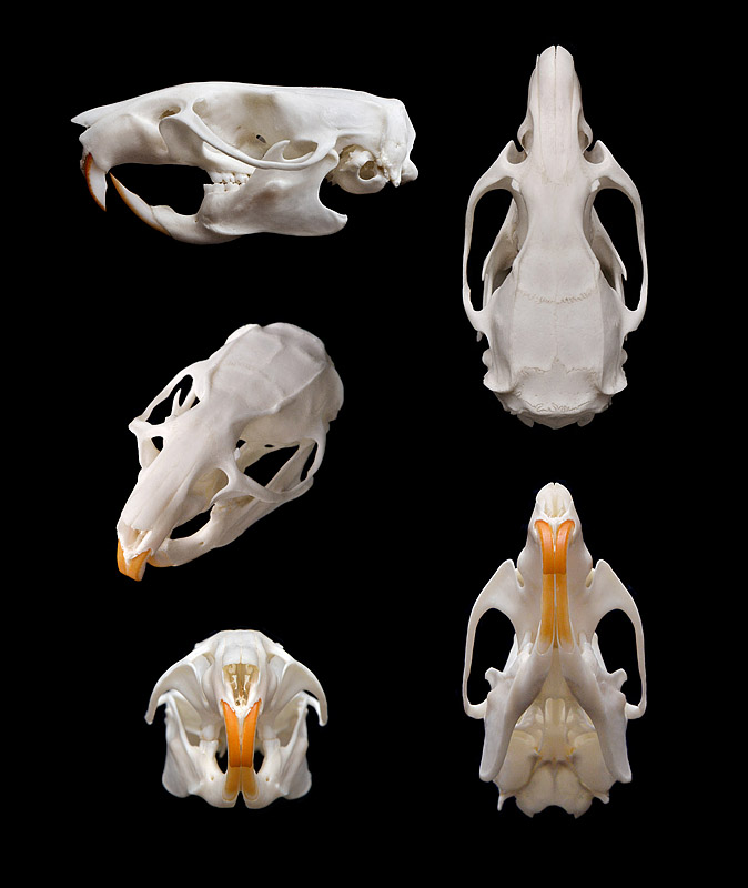 rat (rattus norvegicus) 1-2014