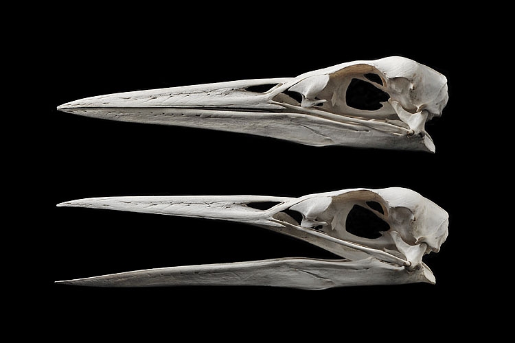 reigerschedel (ardea cinerea) 2-2013