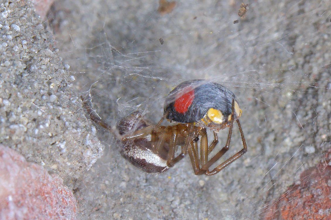 reuzensteatoda (Steatoda nobilis)  11-9 3987