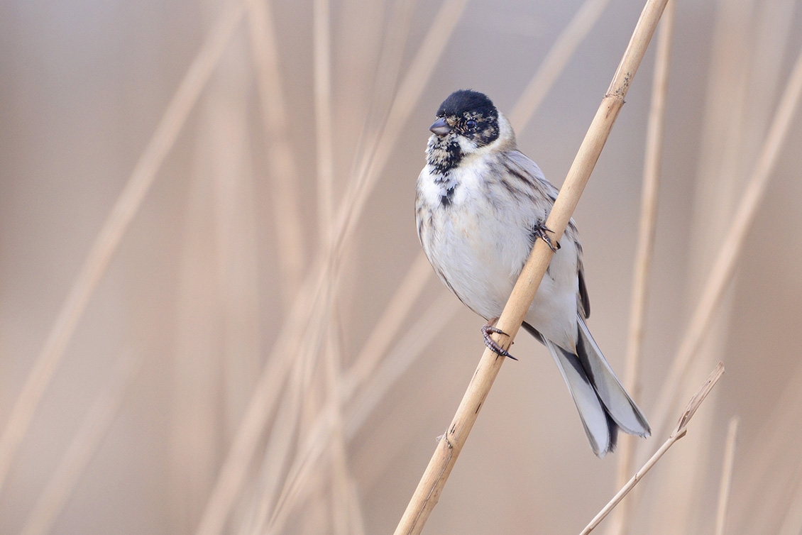 rietgors (Emberiza schoeniclus) 3-2018 2261