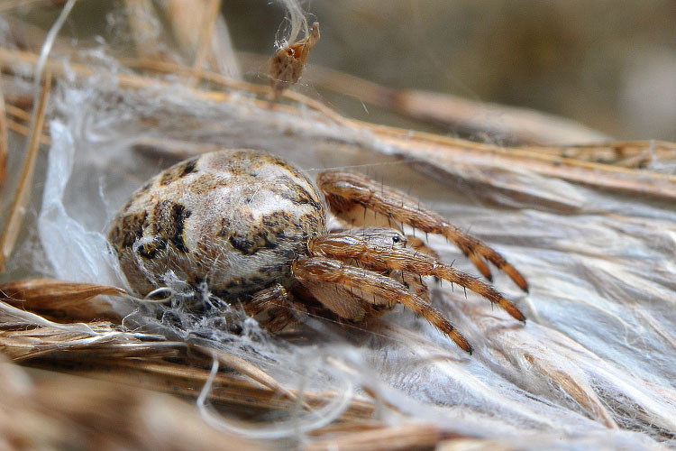 rietkruisspin (larinioides cornutus) 5-20128396