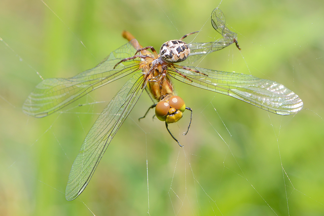 rietkruisspin met beekoeverlibel 6-2018 4371