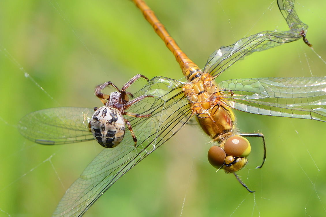rietkruisspin met beekoeverlibel 6-2018 4374
