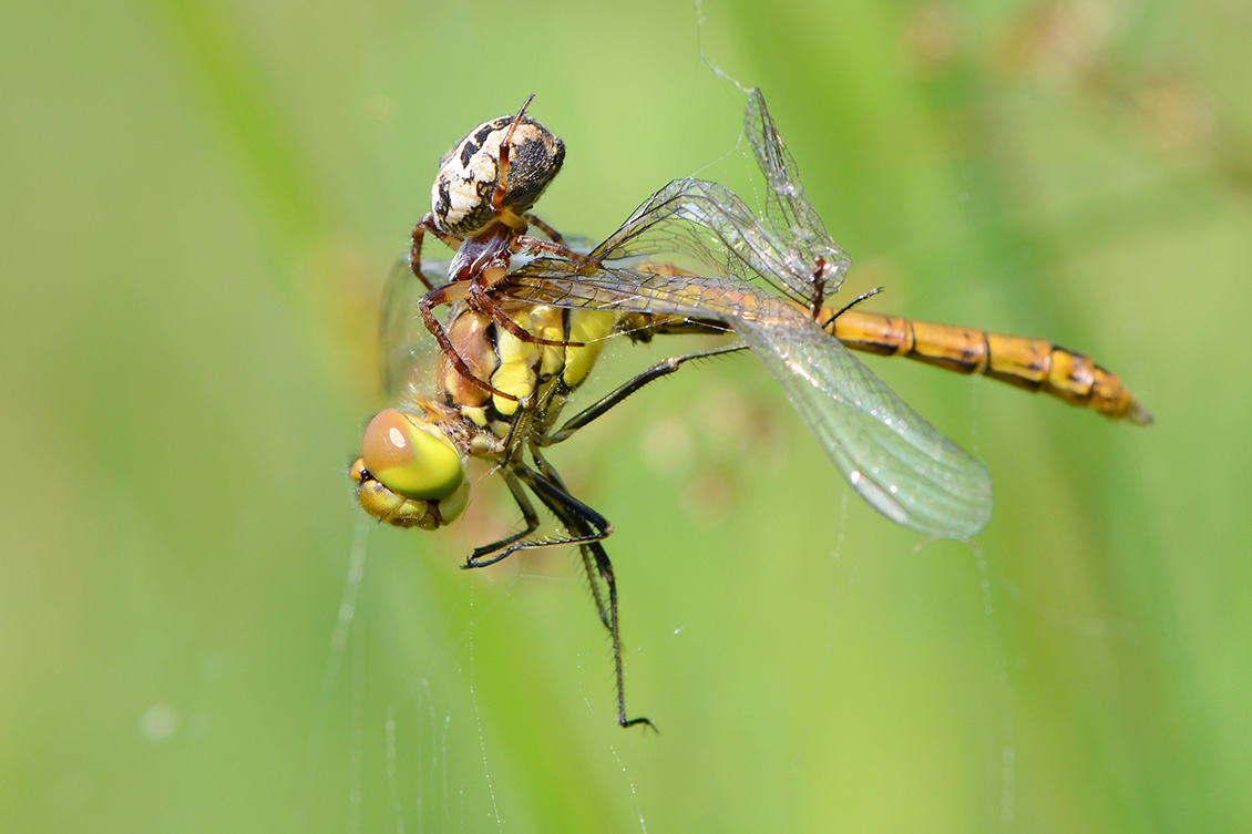 rietkruisspin met beekoeverlibel 6-2018 4388
