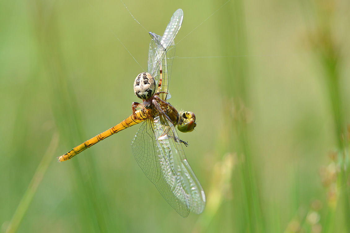 rietkruisspin met beekoeverlibel 6-2018 4431