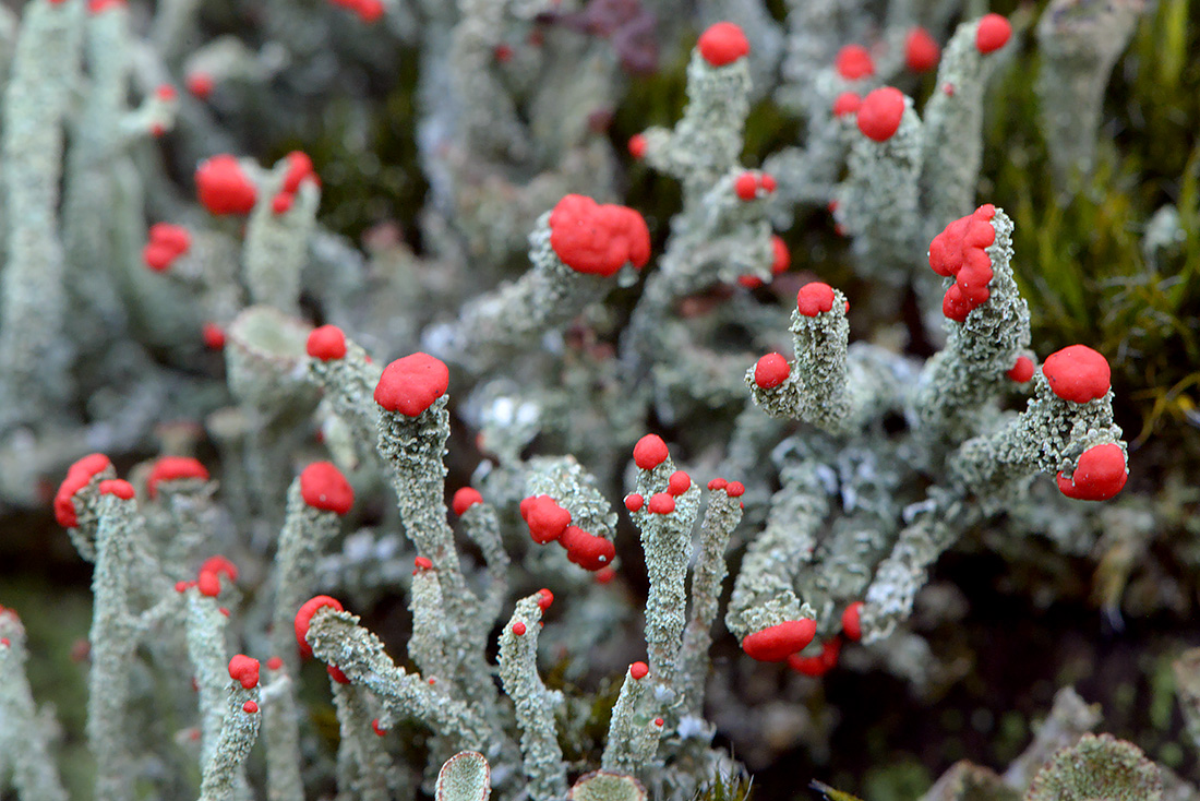 rode heidelucifer (Cladonia floerkeana) 10-2016 2742