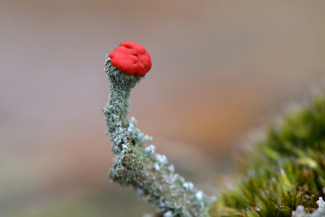 rode heidelucifer (Cladonia floerkeana) 10-2016 2745