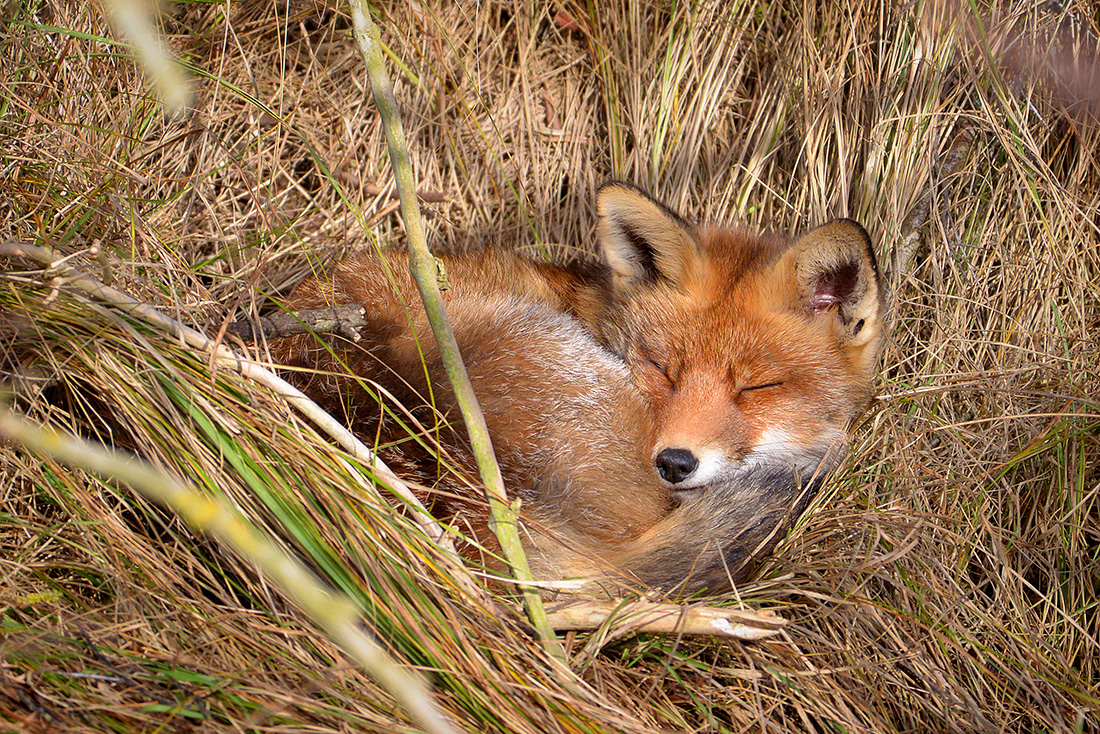 rode vos (vulpes vulpes crucigera) 1-2017 3725