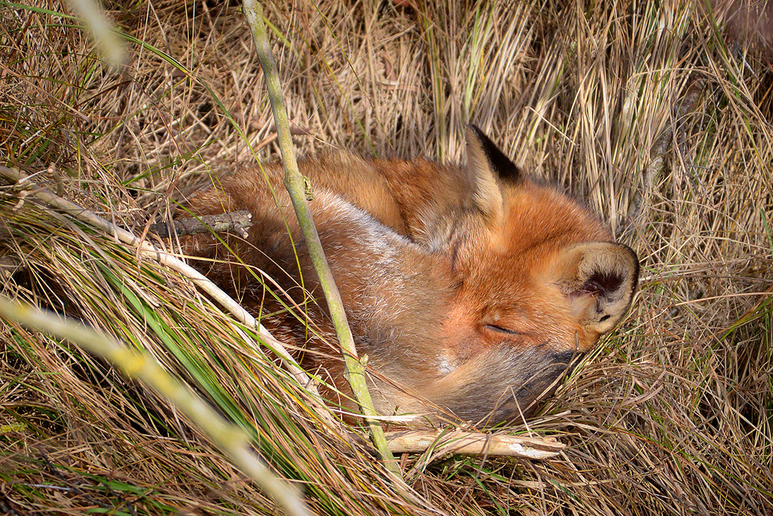 rode vos (vulpes vulpes crucigera) 1-2017 3728