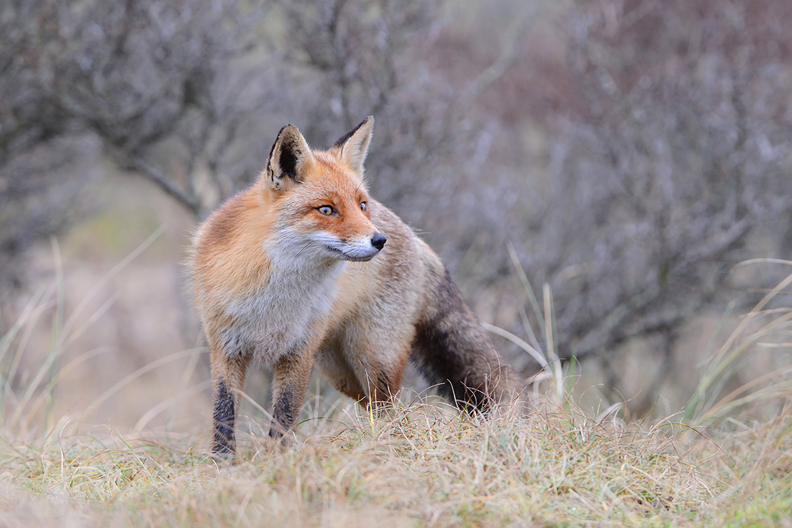 rode vos (vulpes vulpes crucigera) 1-2018 9587