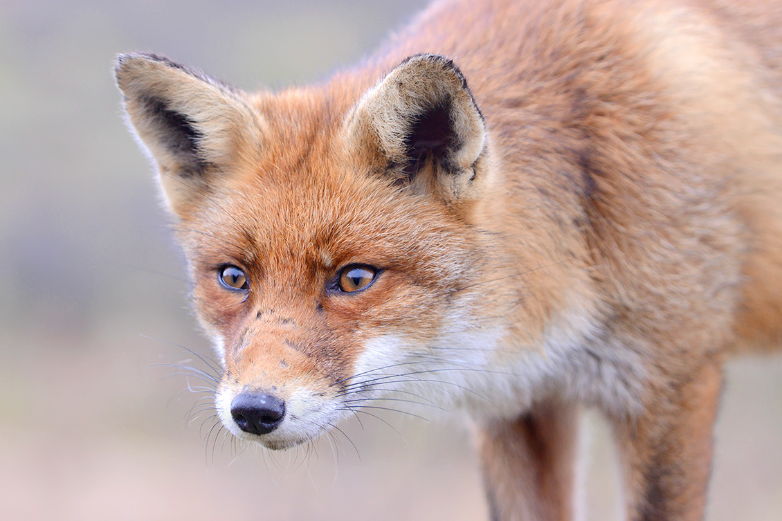 rode vos (vulpes vulpes crucigera) 1-2018 9670