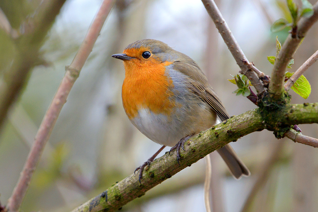 roodborstje (Erithacus rubecula) 3-2016 6033