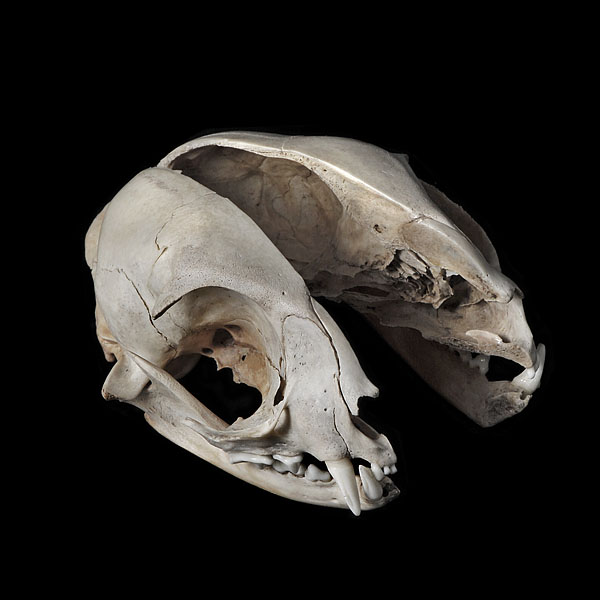 sagittaal snede kattenschedel 2-2013 3842