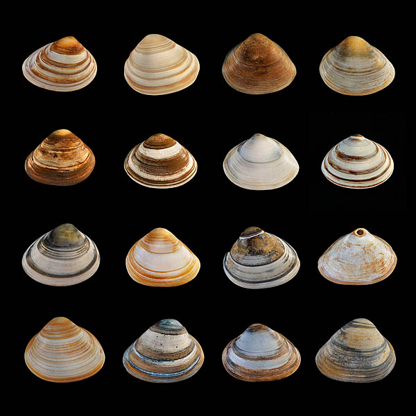 schelpen (spisula subtruncata)