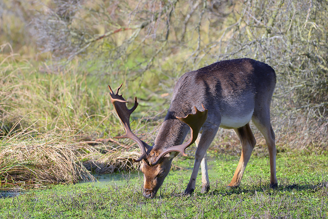 schoffelaar damhert (Dama dama) 1-2017 3615