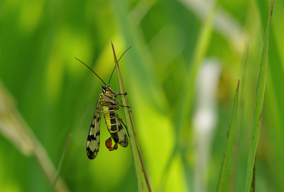 schorpioenvlieg (Panorpa communis) 6-2008 1257