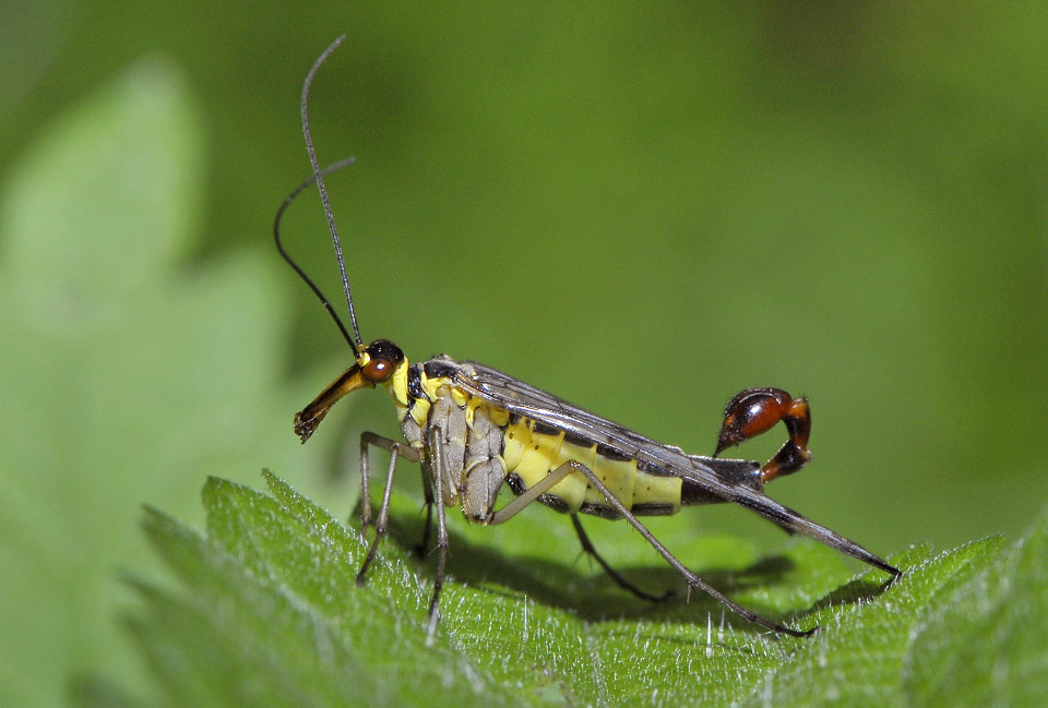schorpioenvlieg (panorpa communis) 5-2011 7260