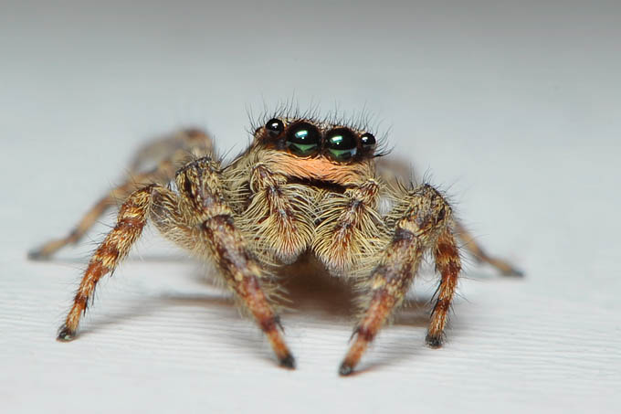 schorsmarpissa (marpissa muscosa fem.) 12-2011 3728