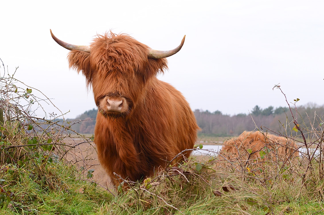 schotse hooglander (Bos taurus) 12-2017 8672