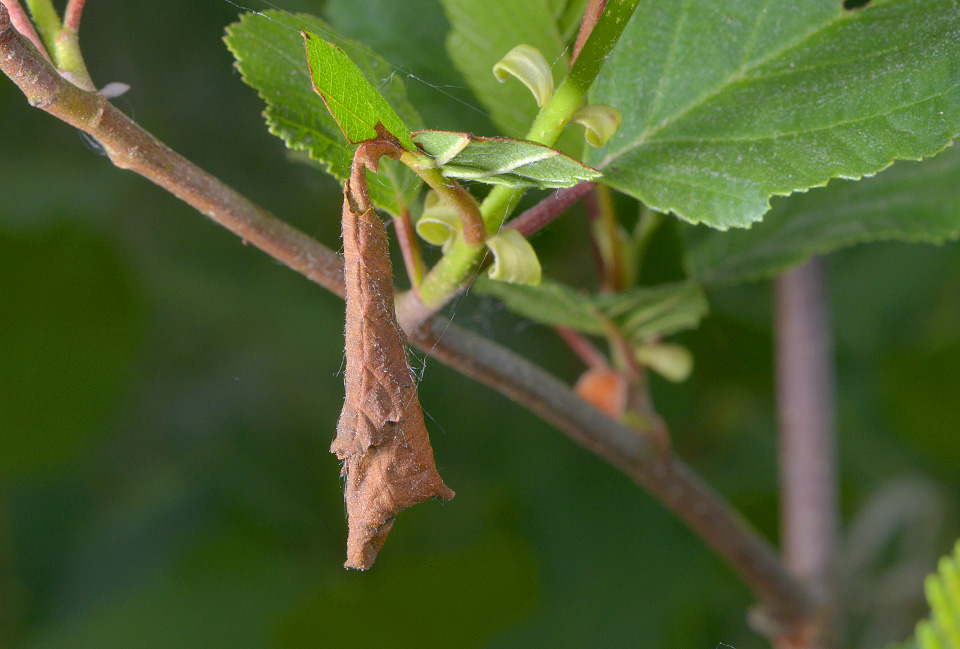 sigaar van berkenbladroller (Deporaus betulae) 5-2014 8841