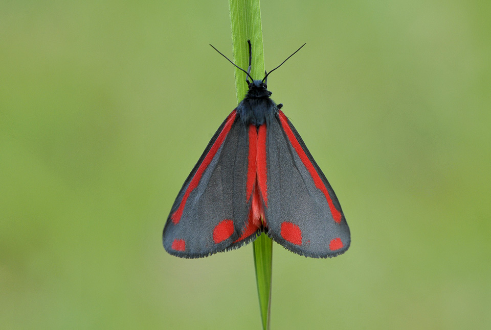 sint-jacobsvlinder (thyria jacobaea) 06-2011 8005