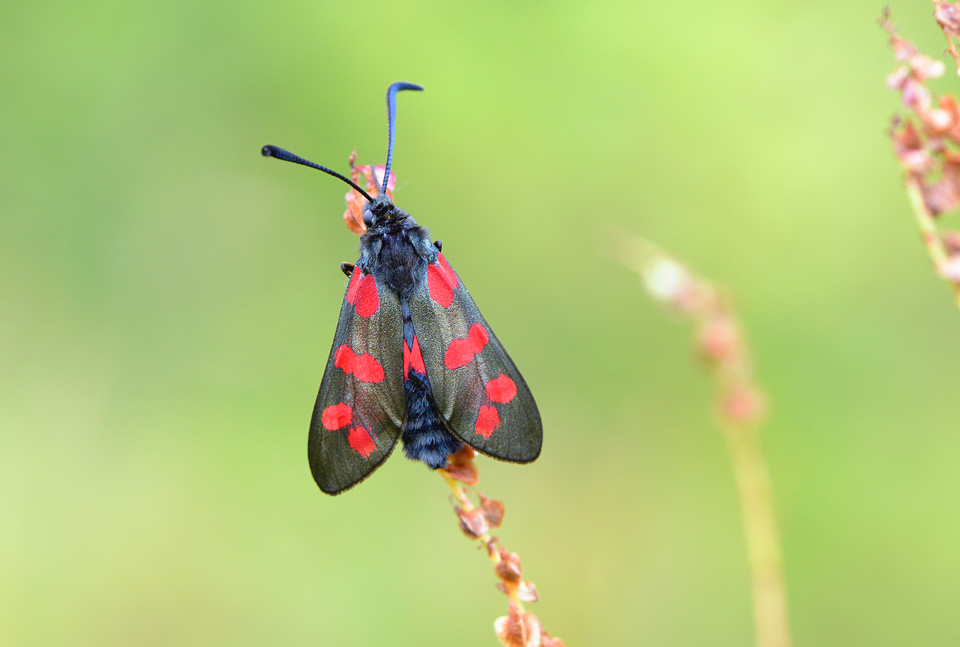 sint-jansvlinder (Zygaena filipendulae) 6-2014 0003