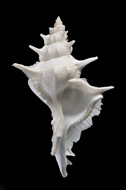 siratus alabaster 3-2012 5927