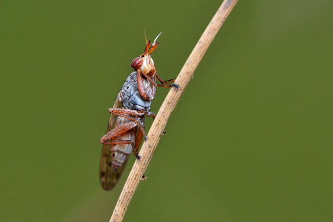 slakkendoder (sepedon spinipes) 3-2012 5356