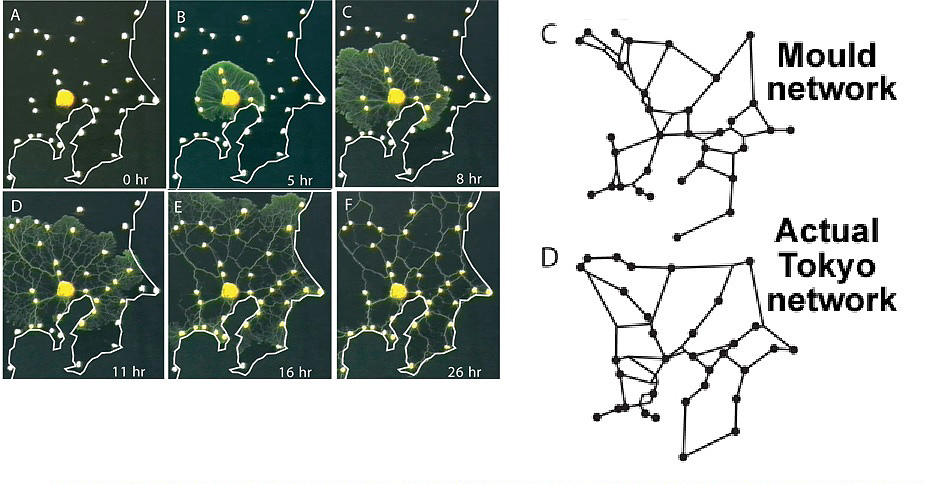 slime mold experiment