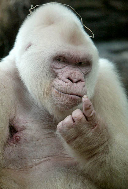 snowflake albino-gorilla