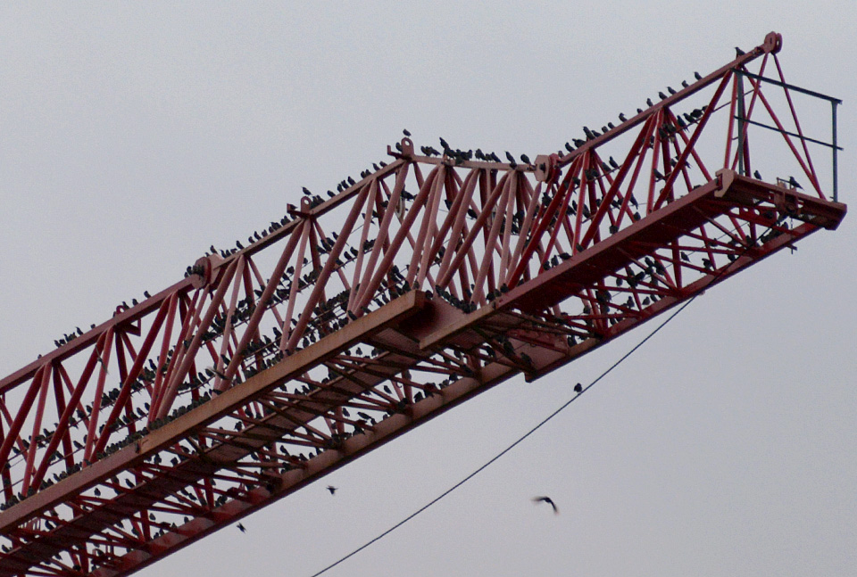 spreeuwen 10-2014 1096