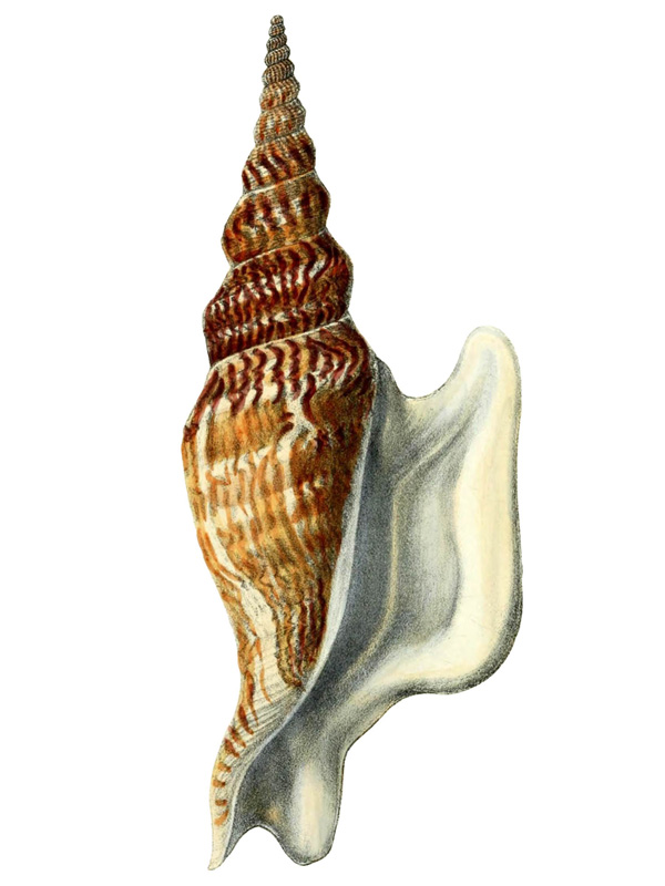 strombus mirabilis sowerby 1870
