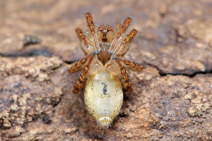 struikspin (anyphaena accentuata) 3-2012 5350