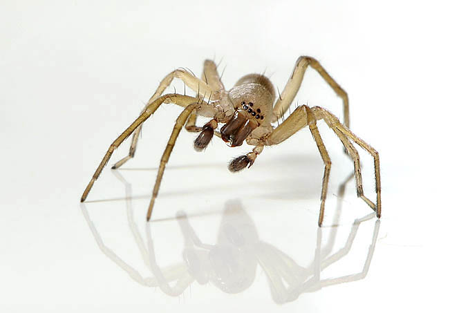 struikzakspin (clubiona terrestris) 11-2011 1334-