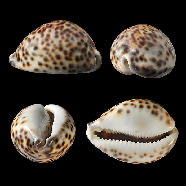 tijgerkauri (cypraea tigtris) 2-2013