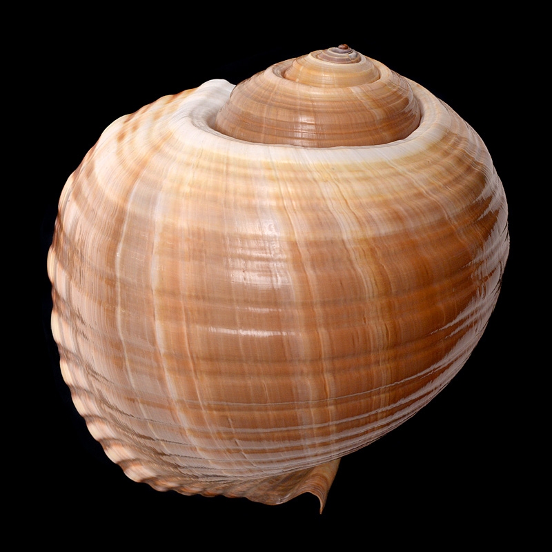 tonna galea 7-2015 3040