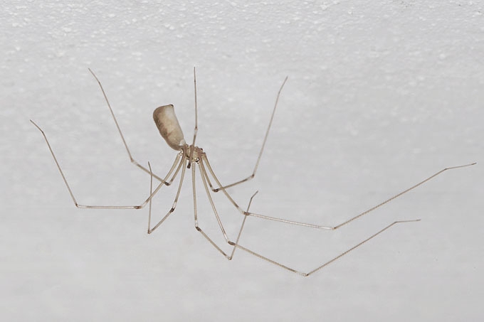 trilspin (pholcus phalangioides) 4-2012 6685