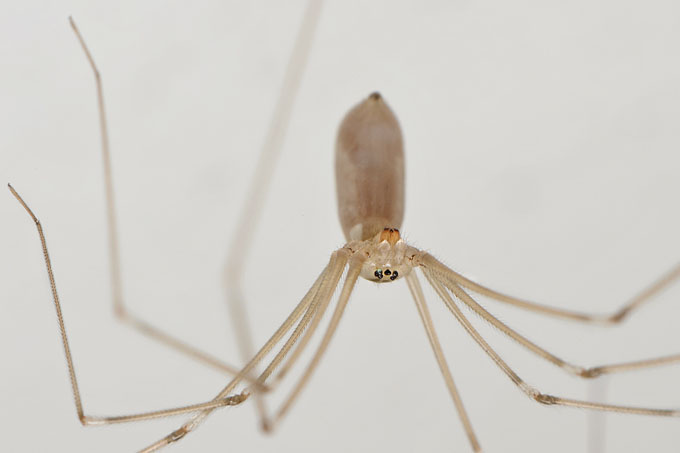 trilspin (pholcus phalangioides) 4-2012 6702