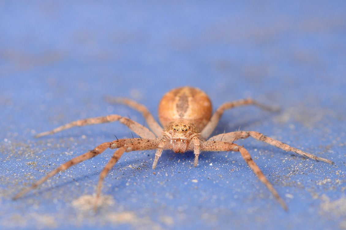 tuinrenspin (Philodromus aureolus) 6-2018 4737