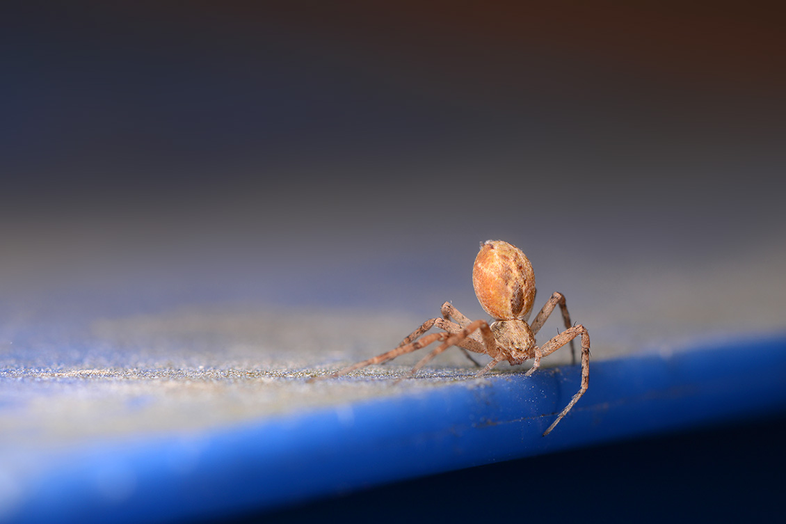tuinrenspin (Philodromus aureolus) 6-2018 4739