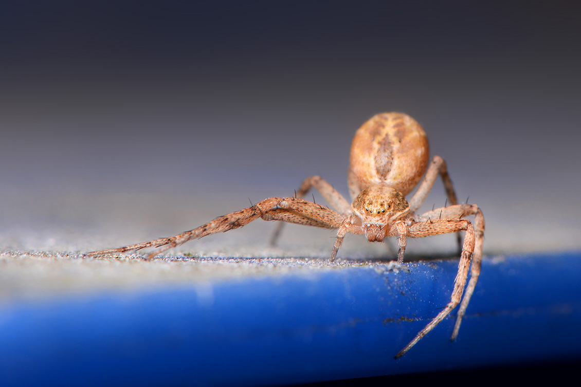 tuinrenspin (Philodromus aureolus) 6-2018 4742