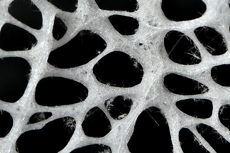 venusmandje (Euplectella aspergillum) 12-2012 1882