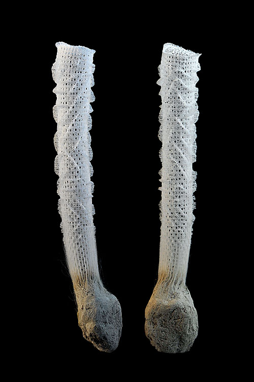 venusmandje (Euplectella aspergillum) 12-2012
