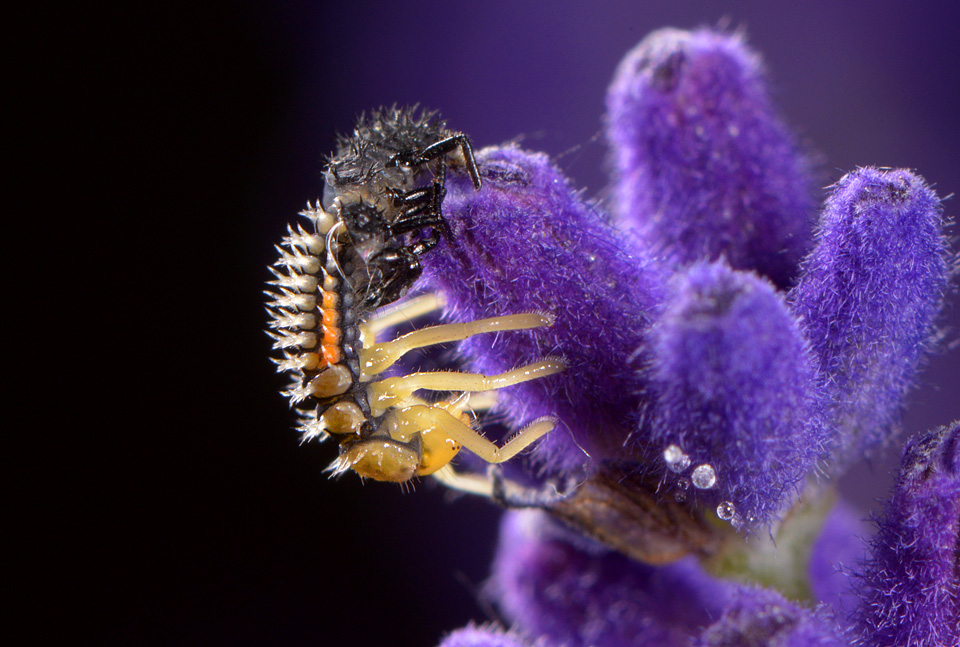 vervellende lieveheersbeestjeslarve 6-2015 2817