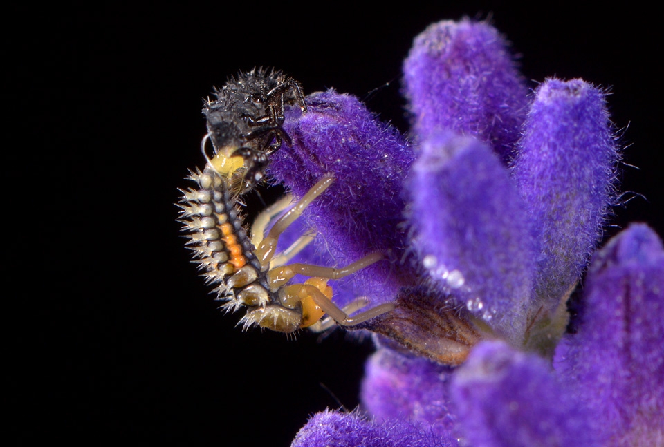 vervellende lieveheersbeestjeslarve 6-2015 2822