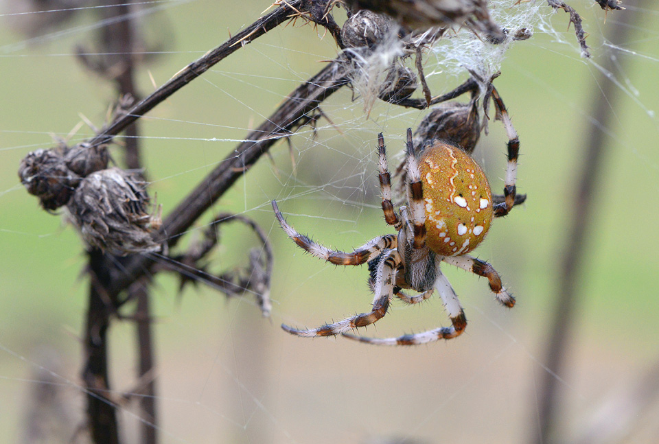 viervlekwielwebspin 8-2014 0282