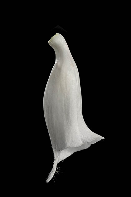 vingerhoesdskruidbloem 06-2011 8126